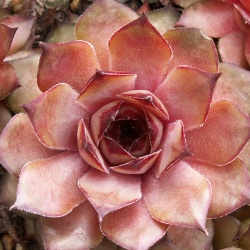 Sempervivum - Dachwurz - Hauswurz